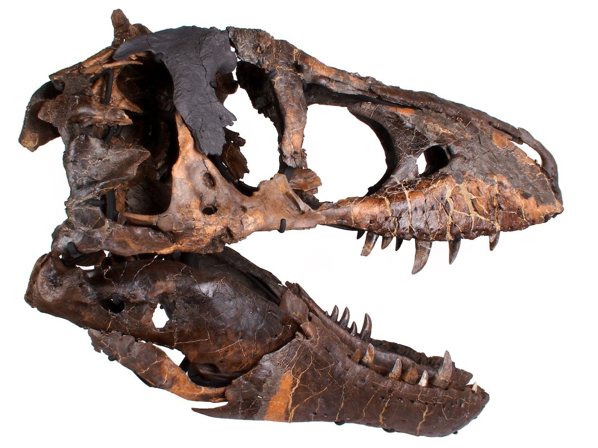 t rex skull dragon