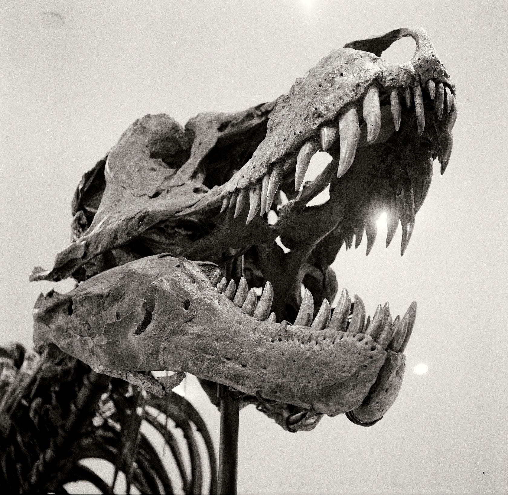 real trex skull