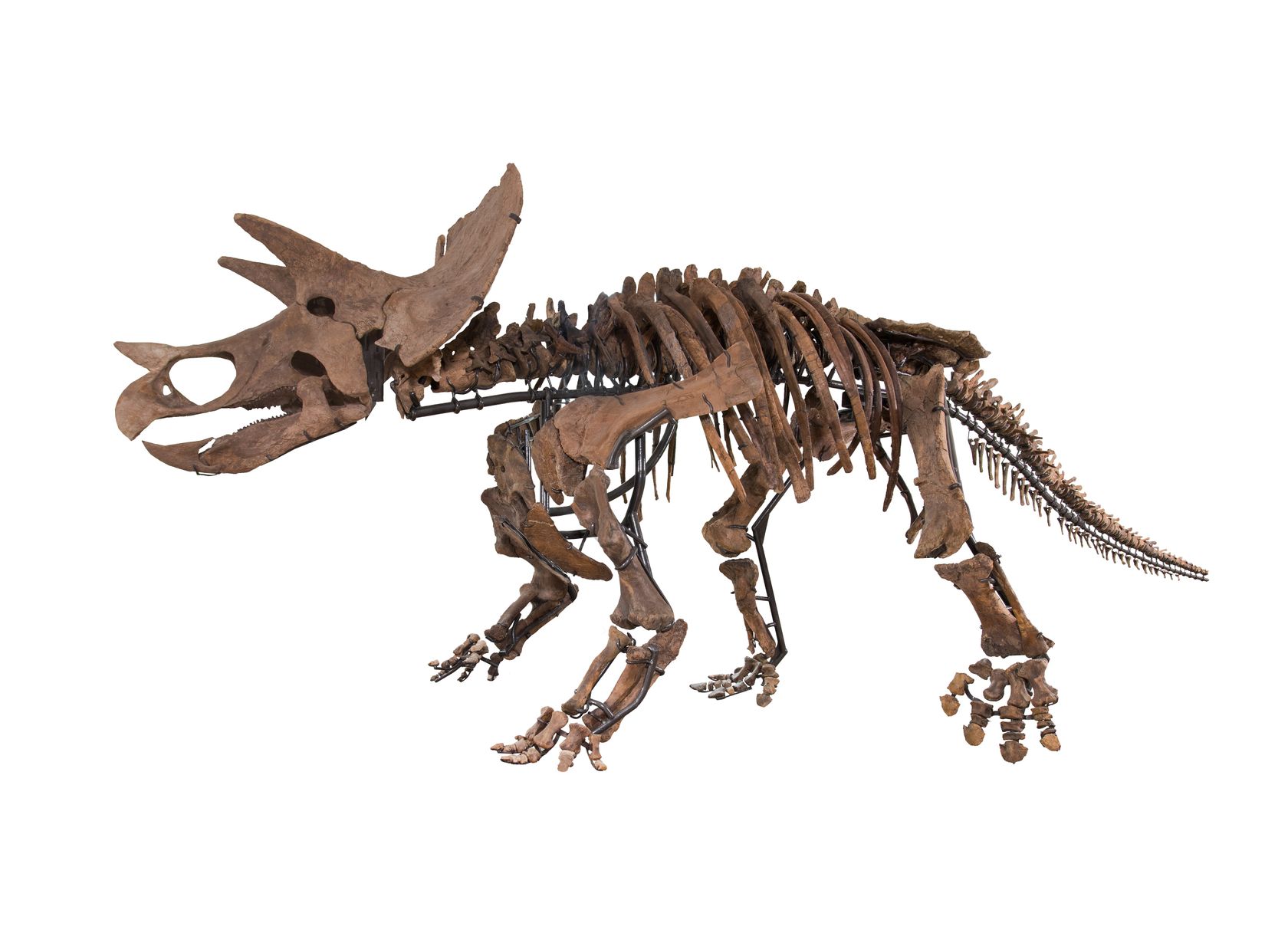 Jordan - Mounted Triceratops prorsus Skeleton for sale on Luxify