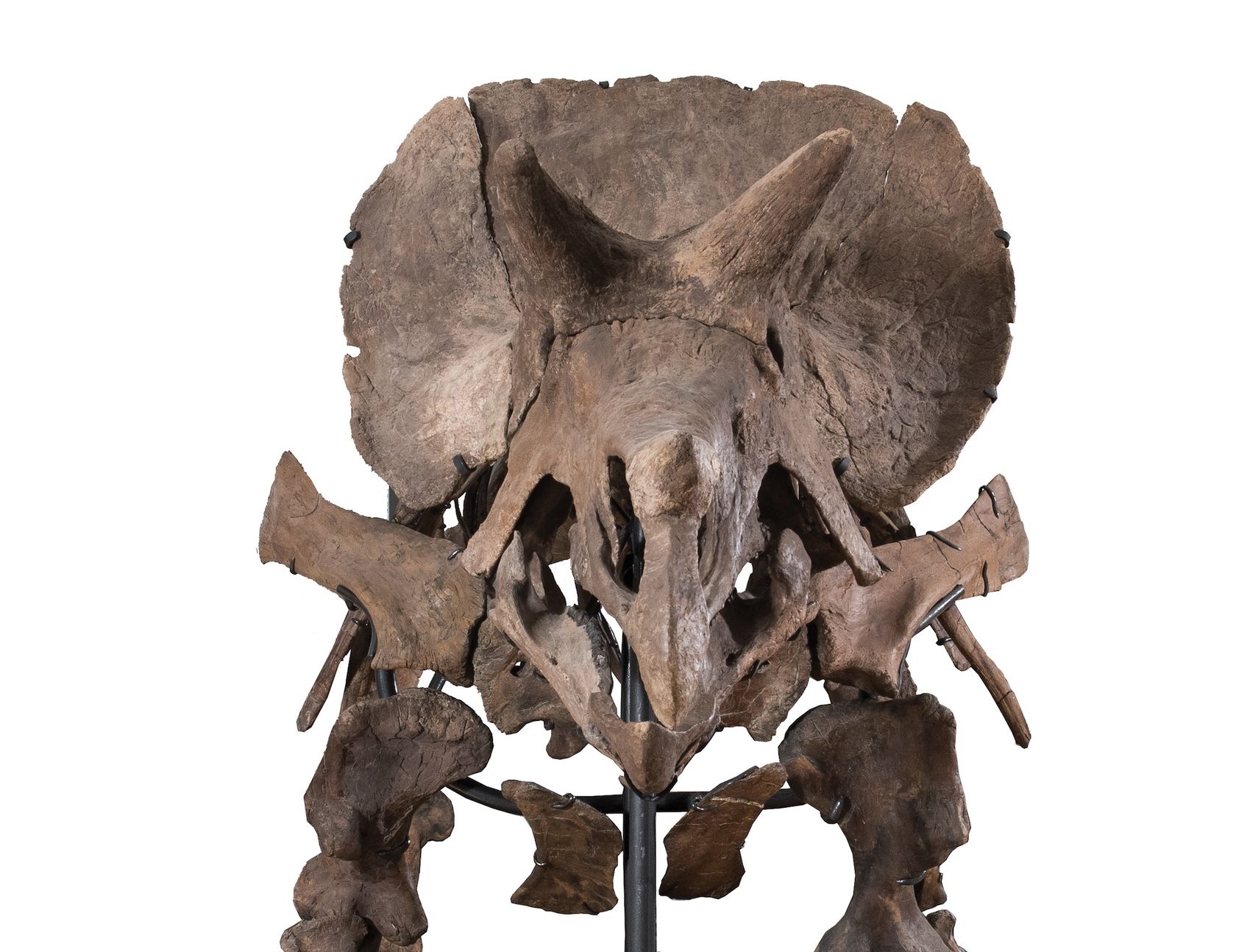 skeleton triceratops