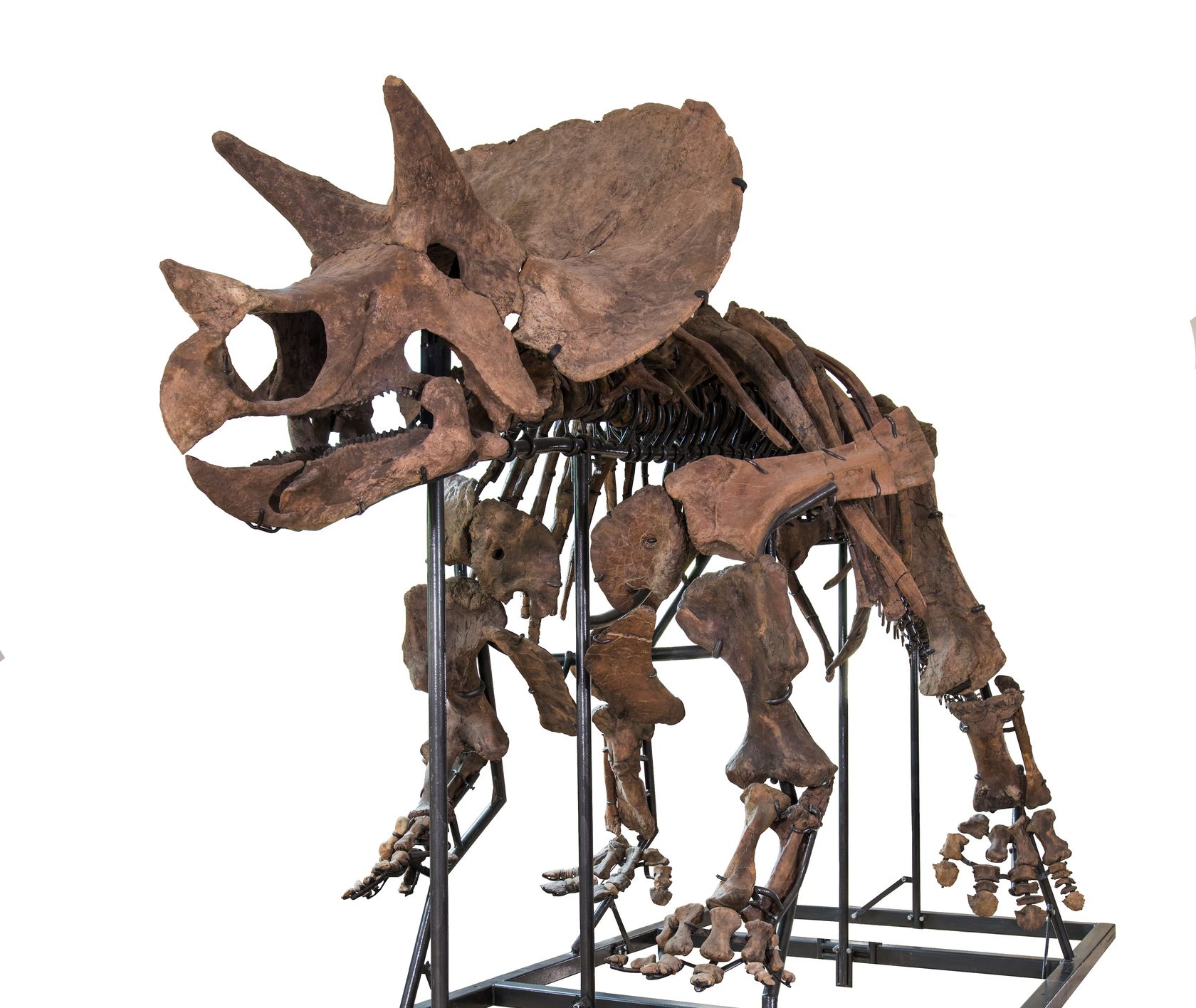 skeleton triceratops