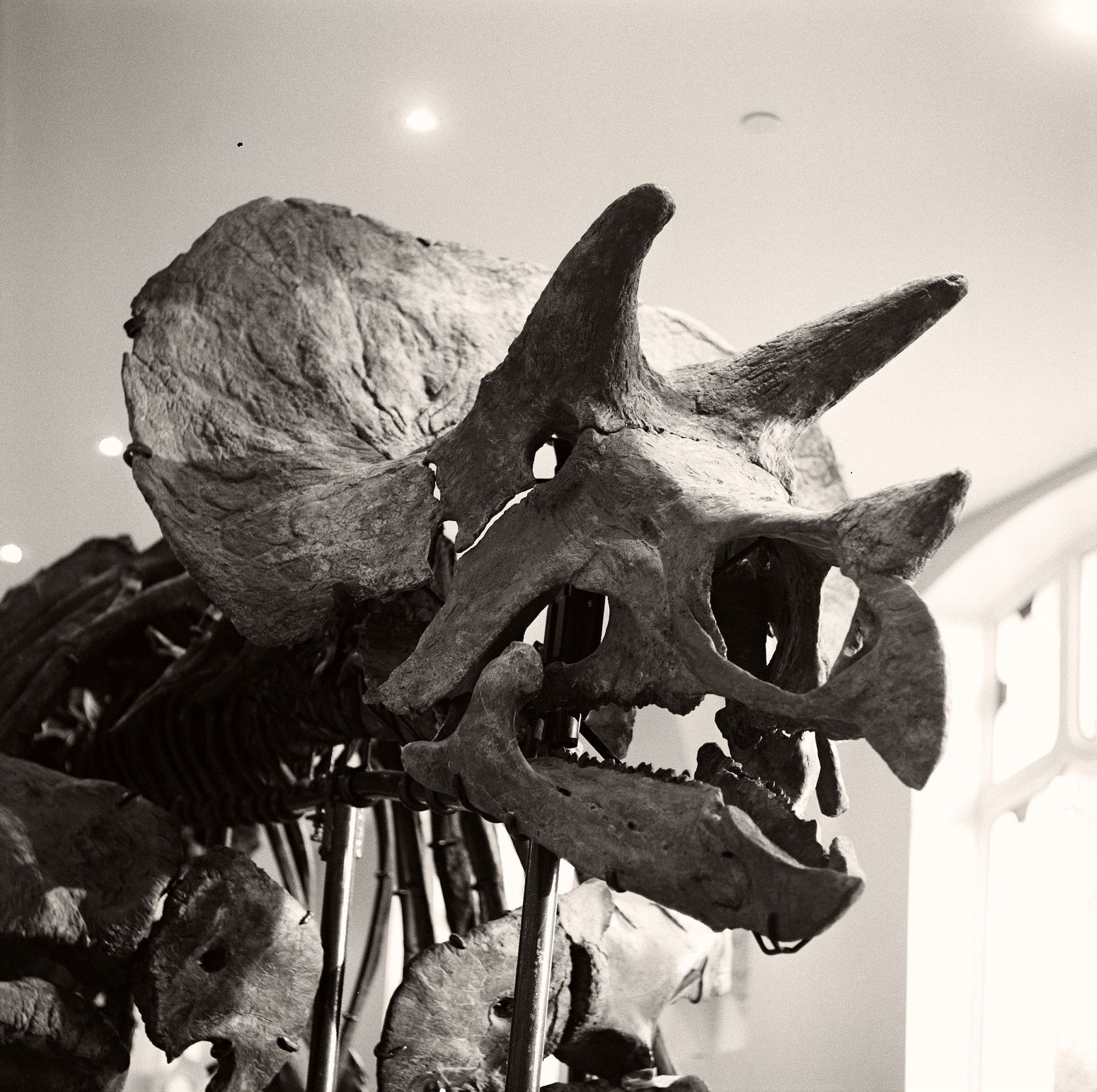 Jordan - Mounted Triceratops prorsus Skeleton for sale on Luxify