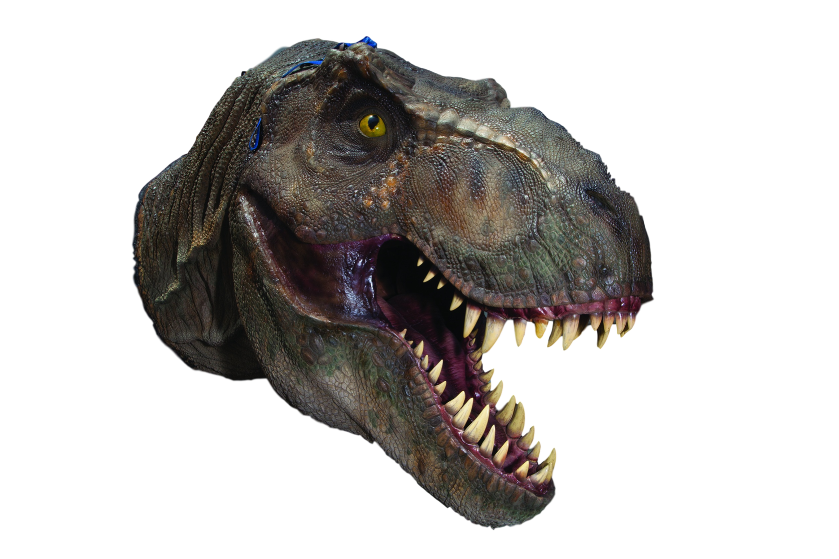 trex head size