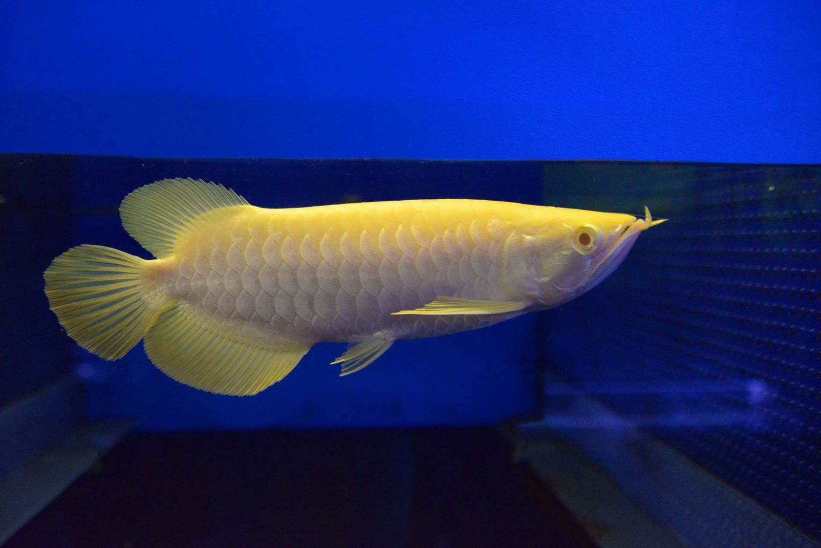 Albino Golden Crossback Dragonfish Arowana for sale on Luxify