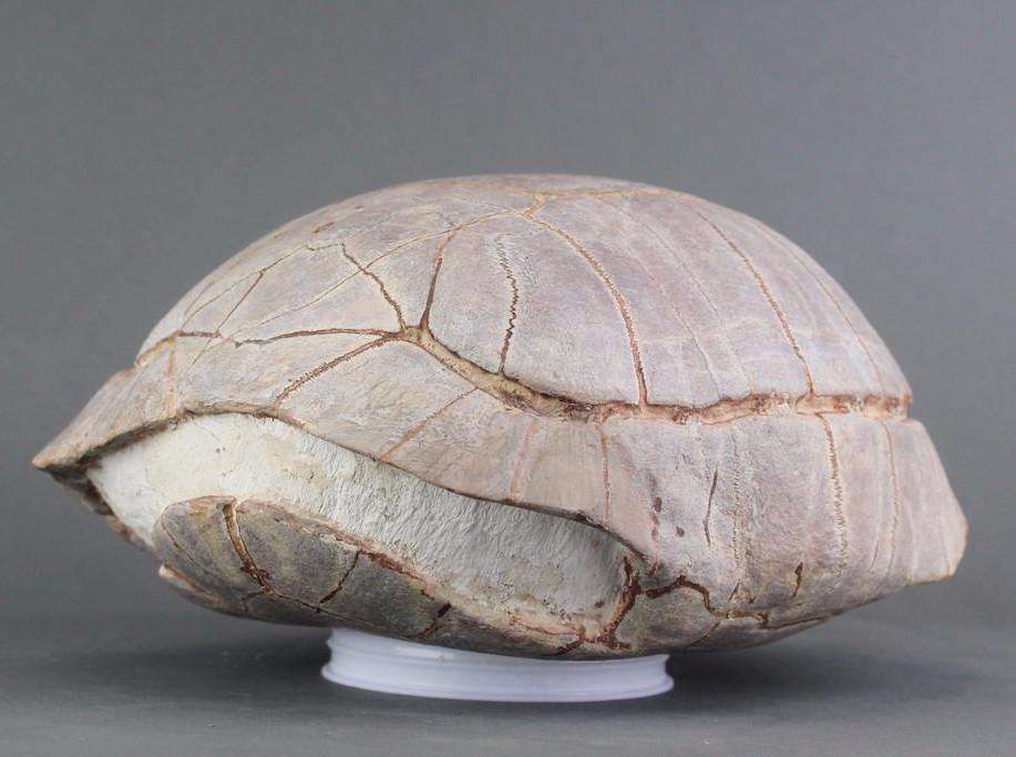 FOSSIL TORTOISE, SOUTH DAKOTA for sale on Luxify