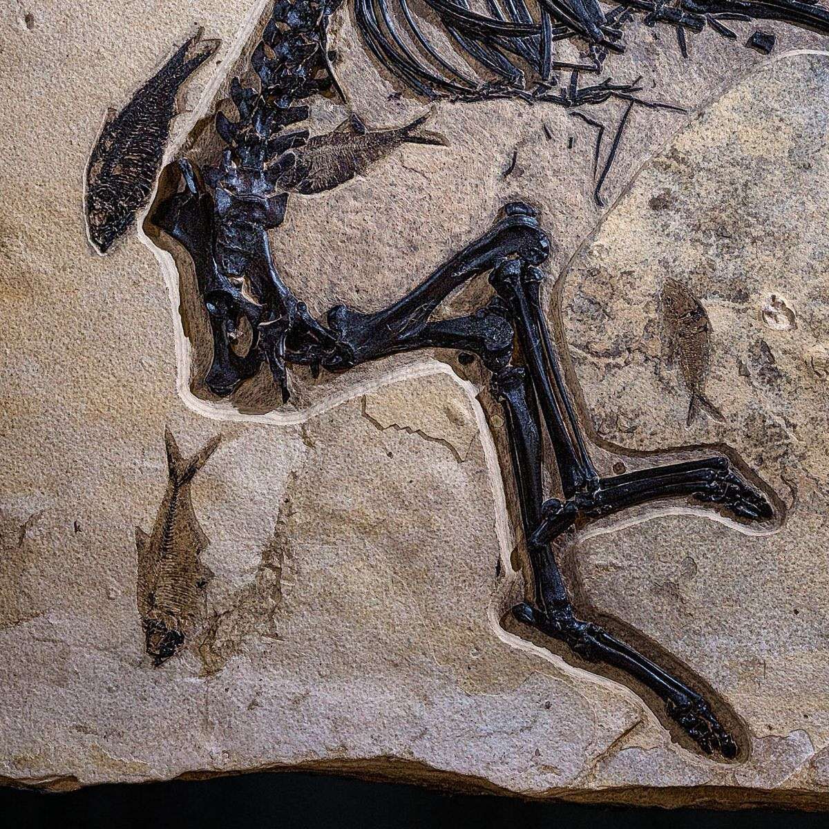 Ultra Rare Horse Fossil Amazing Investment Calibre Specimen for sale